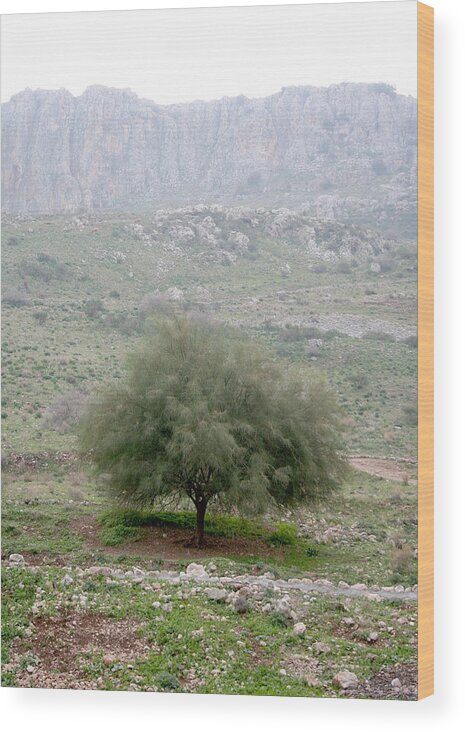 Tree Wood Print featuring the photograph A Tree in Israel by Kathryn McBride