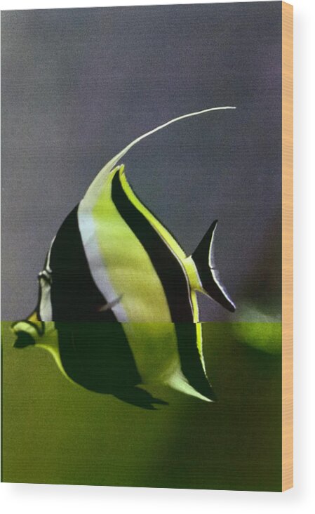 Hawaii Wood Print featuring the photograph A Yellow, Black, And White Kihikini Fish by Horst P. Horst