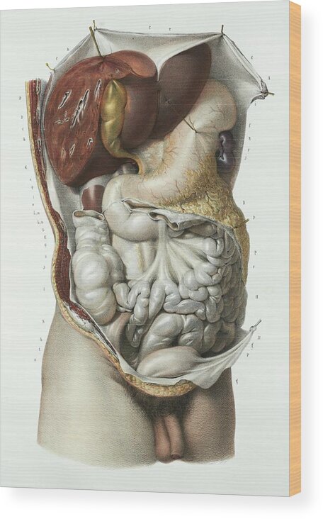 Organ Wood Print featuring the photograph Abdominal Organs by Science Photo Library