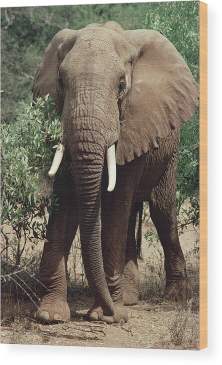 Feb0514 Wood Print featuring the photograph African Elephant Eating Samburu Kenya by Gerry Ellis
