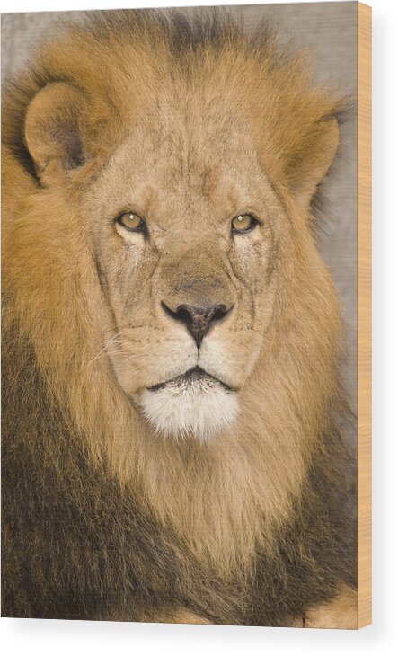 535768 Wood Print featuring the photograph African Lion by Steve Gettle