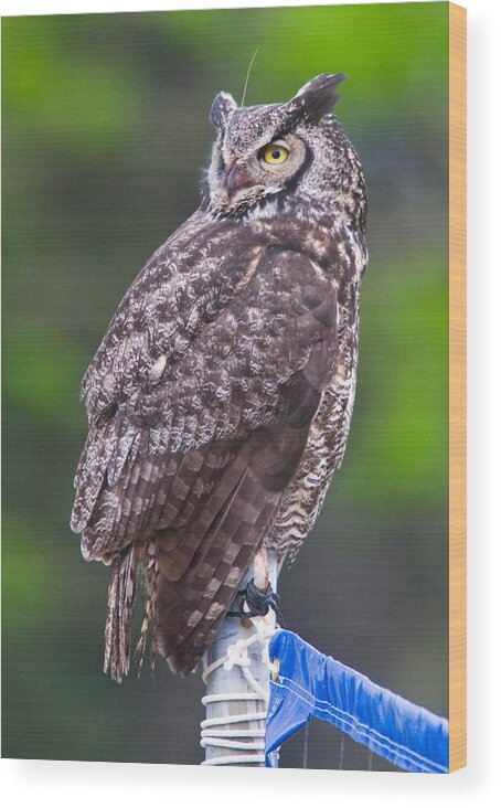 Wildlife Wood Print featuring the digital art Alaskan Owl by National Park Service