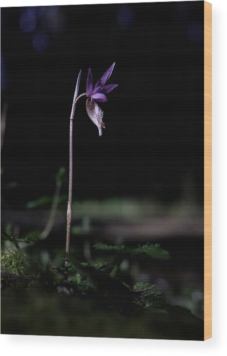 Calypso Orchid Wood Print featuring the photograph Alone in the Forest by Betty Depee