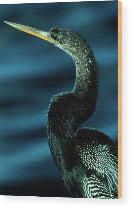 Anhinga Wood Print featuring the photograph American Anhinga by William Ervin/science Photo Library