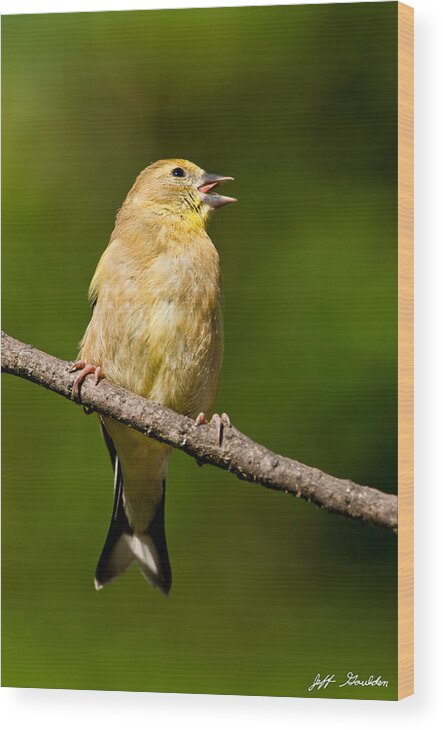 American Goldfinch Wood Print featuring the photograph American Goldfinch Singing by Jeff Goulden