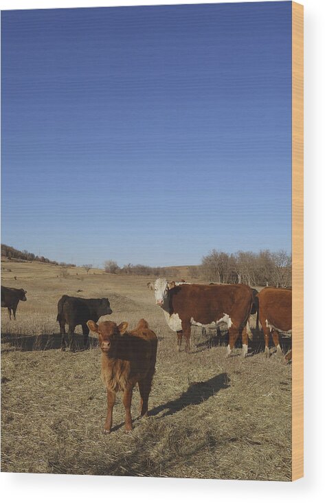 Cow Wood Print featuring the photograph Animals Cows THE BROWN CALF photography by Ann Powell