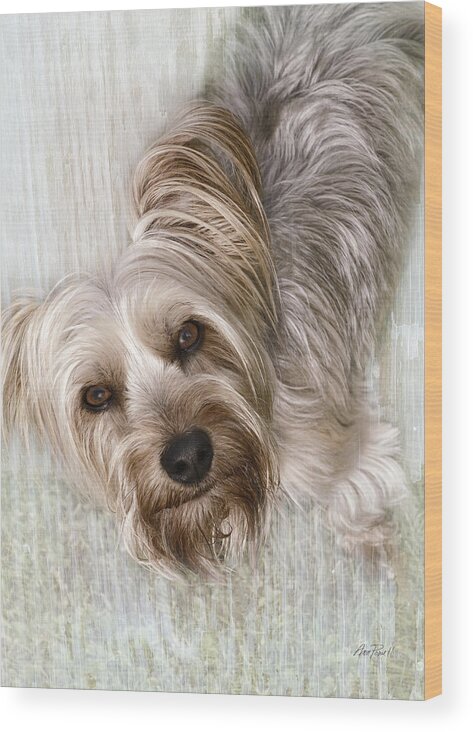 Dog Wood Print featuring the digital art animals - dogs - Rascal by Ann Powell