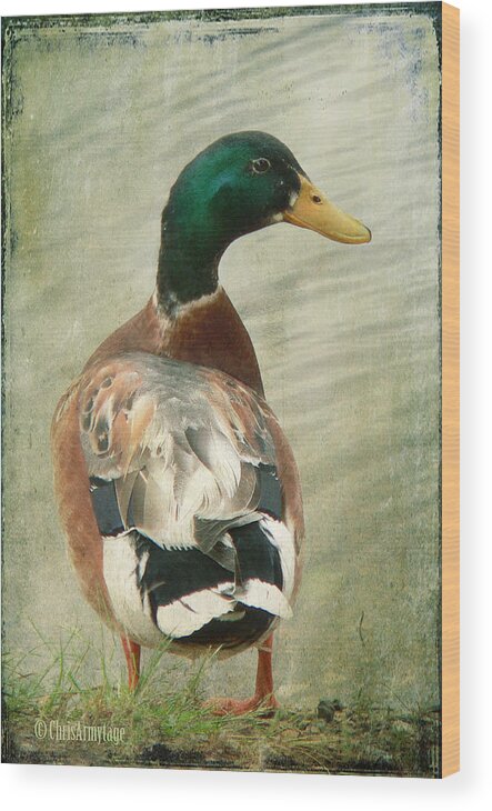 Duck Wood Print featuring the photograph Another duck ... by Chris Armytage