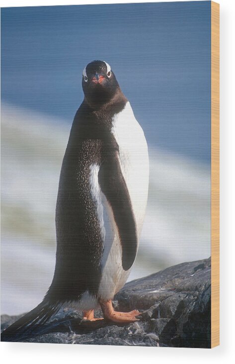 Gentoo Penguin Wood Print featuring the photograph Antarctic Gentoo penguin by Dennis Cox