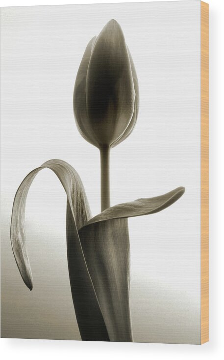 Sepia Tone Wood Print featuring the photograph Appealing Tulip by Terence Davis