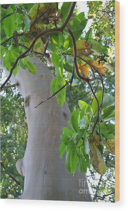  Wood Print featuring the photograph Arbutus by Sharron Cuthbertson