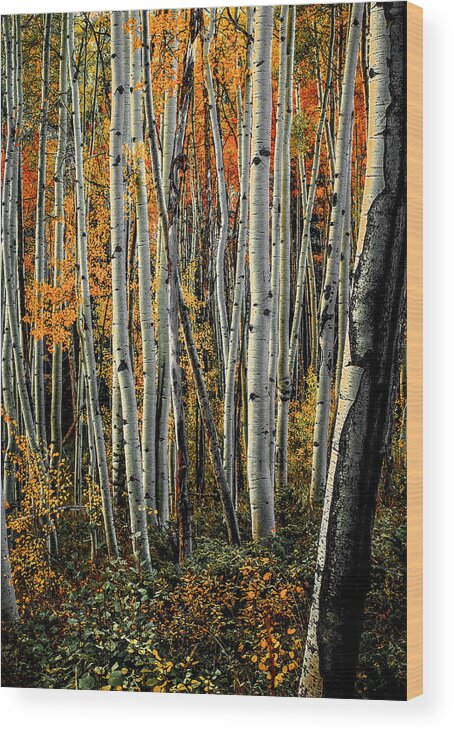 Aspens Wood Print featuring the photograph Aspens 6 2014 by Jim Painter