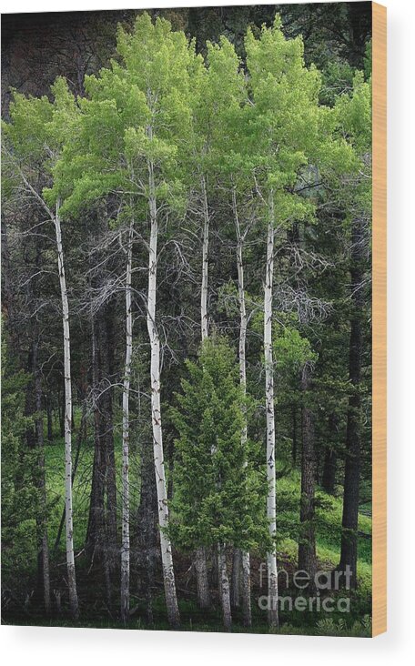 Yellowstone National Park Wood Print featuring the photograph Aspens of Yellowstone by E B Schmidt