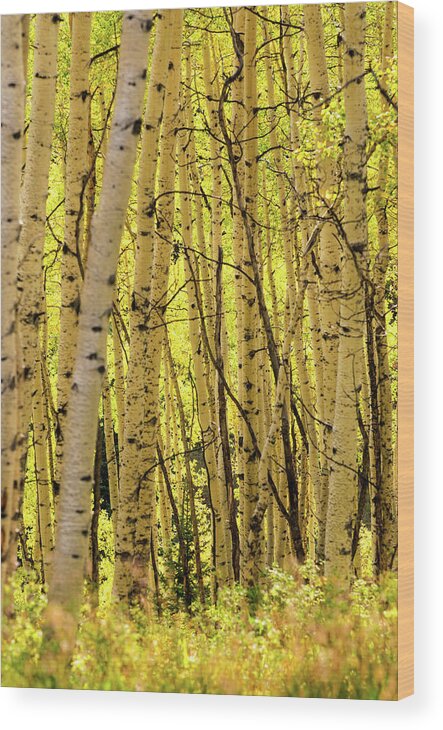 Scenics Wood Print featuring the photograph Autumn Aspens Fall Colors by Adventure photo