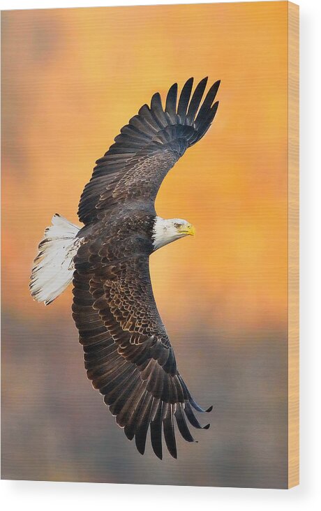 Eagle Photograph Wood Print featuring the photograph Autumn Eagle by William Jobes
