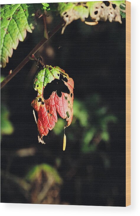 Autumn Wood Print featuring the photograph Autumn Leaf by Cathy Mahnke