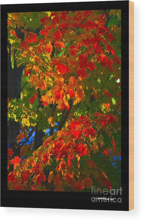 Limited Editions Wood Print featuring the photograph Autumn Maple by Jonathan Fine