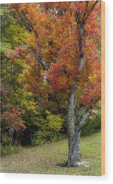 Autumn Splendor Wood Print featuring the photograph Autumn Splendor by Terry DeLuco