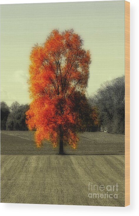 Oak Wood Print featuring the photograph Autumn's Living Tree by Sharon Woerner