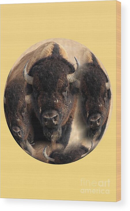 Bison Wood Print featuring the photograph Bachelor Herd by Rick Rauzi