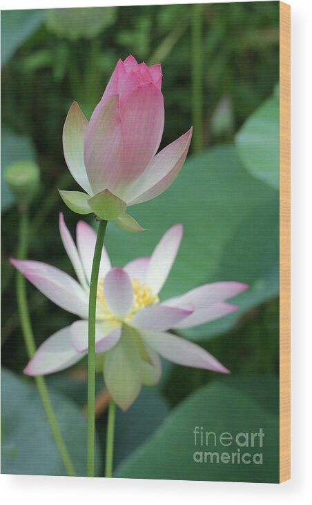 Lotus Wood Print featuring the photograph Beautiful Lotus Blooming by Sabrina L Ryan