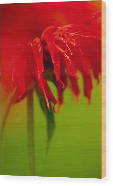 Bee Balm Wood Print featuring the photograph Bee Balm Abstract by Jani Freimann