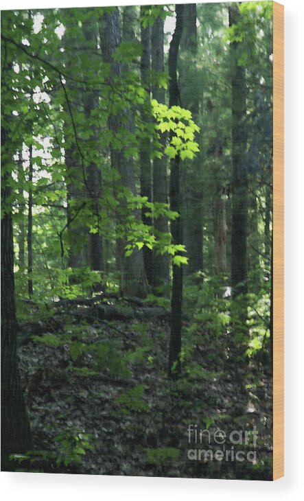 Forest Wood Print featuring the photograph Beyond The Trees by Linda Shafer