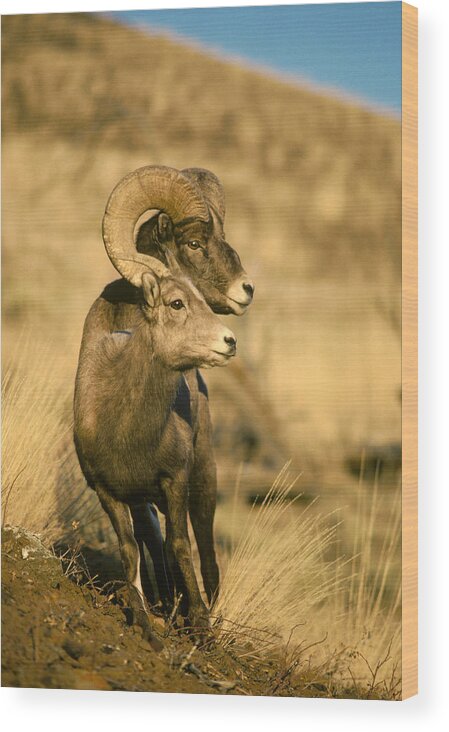 Feb0514 Wood Print featuring the photograph Bighorn Sheep Yellowstone Np Wyoming by Michael Quinton