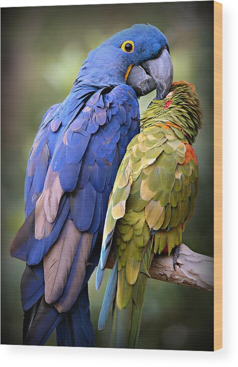 Macaw Wood Print featuring the photograph Birds of a Feather by Stephen Stookey