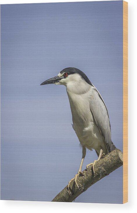 Black-crowned Night Heron Wood Print featuring the photograph Black-crowned Night Heron by Thomas Young