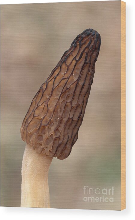 Black Morel Wood Print featuring the photograph Black Morel by Larry West