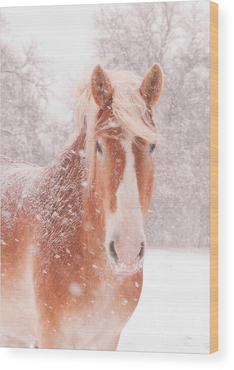 Snow Wood Print featuring the photograph Blizzard Belgian by Sari ONeal