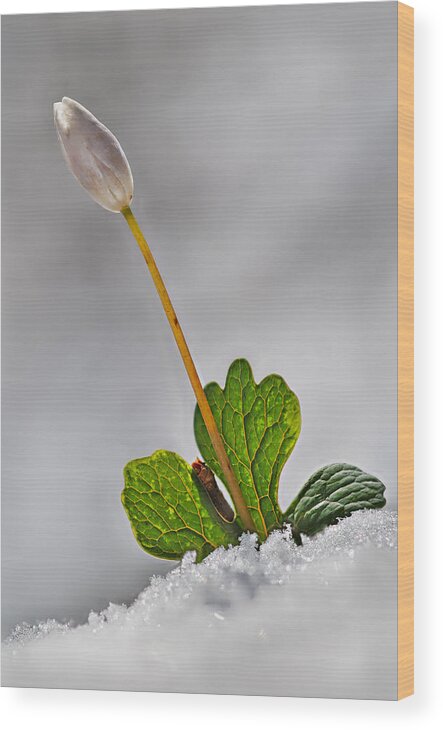 2011 Wood Print featuring the photograph Bloodroot in Snow by Robert Charity
