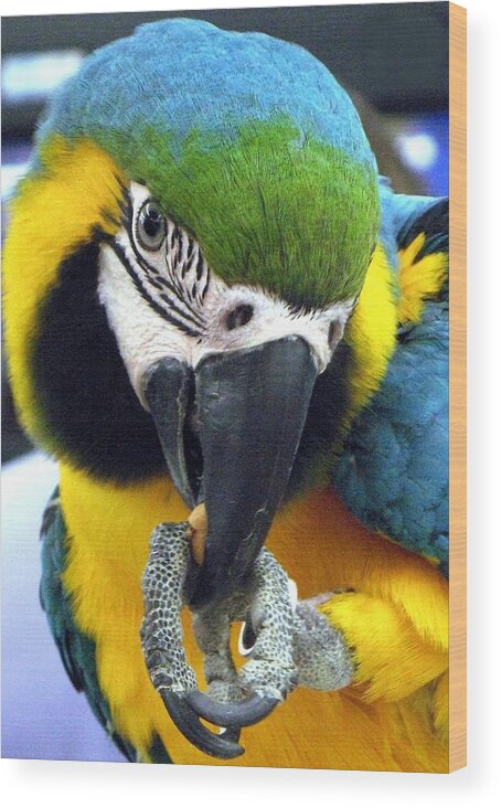 Macaw Wood Print featuring the photograph Blue and Gold Macaw with a Peanut by Andrea Lazar