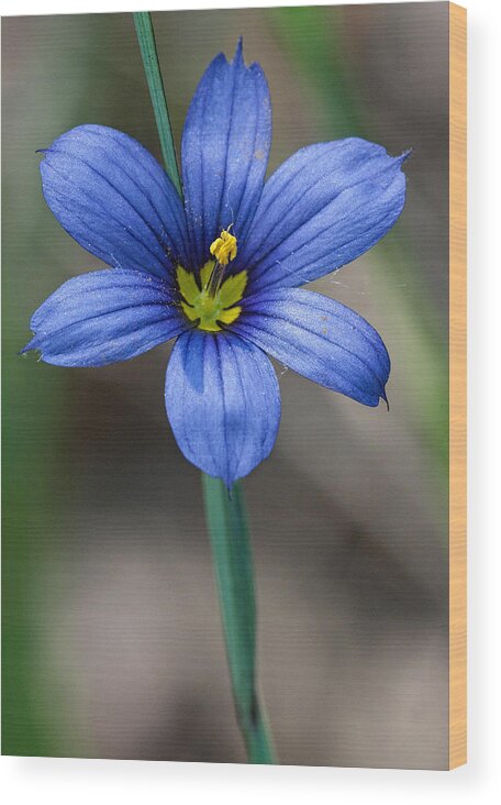 Nature Wood Print featuring the photograph Blue-Eyed Grass by Jim Zablotny