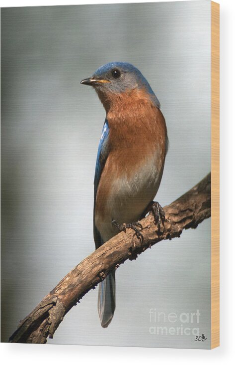 Eastern Bluebird Wood Print featuring the photograph Bluebird- I See You by Sandra Clark