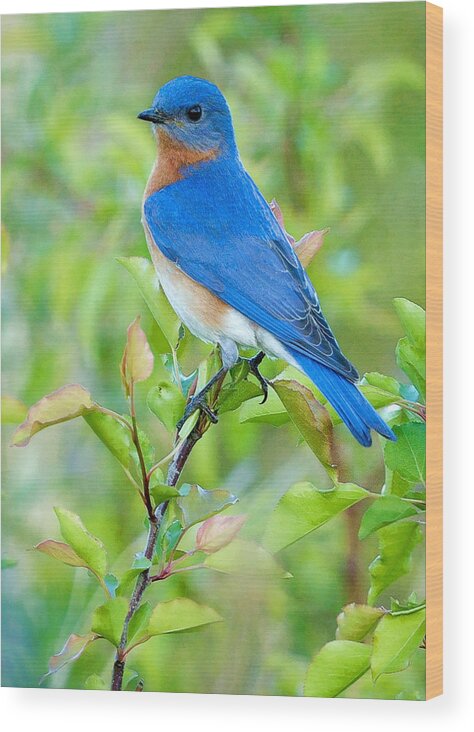 Bluebird Wood Print featuring the photograph Bluebird Joy by William Jobes