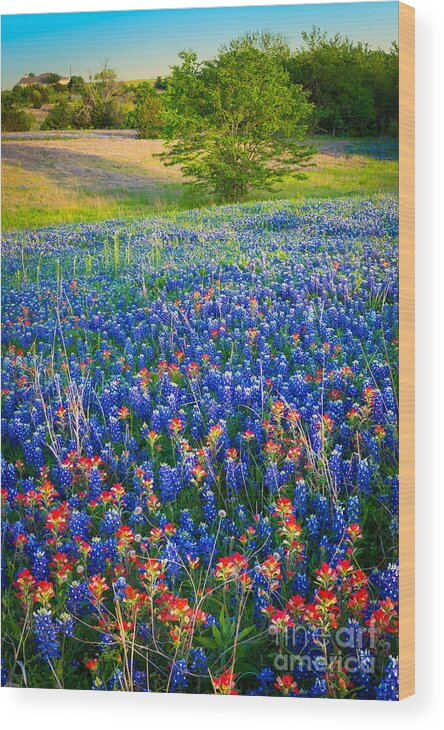 America Wood Print featuring the photograph Bluebonnet Carpet by Inge Johnsson