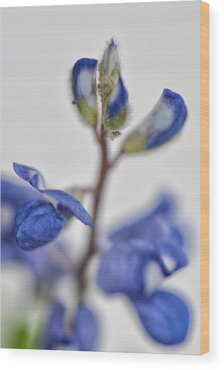 Flowers Wood Print featuring the photograph Bluebonnet by Susan Moody