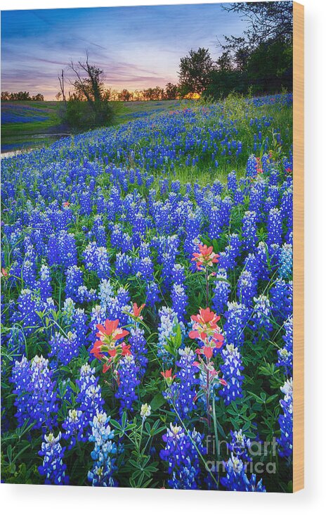 America Wood Print featuring the photograph Bluebonnets Forever by Inge Johnsson