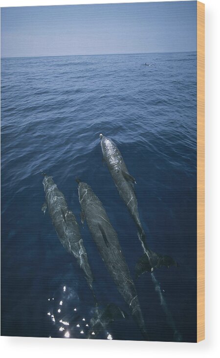 Feb0514 Wood Print featuring the photograph Bottlenose Dolphins Surfacing Shark Bay by Flip Nicklin