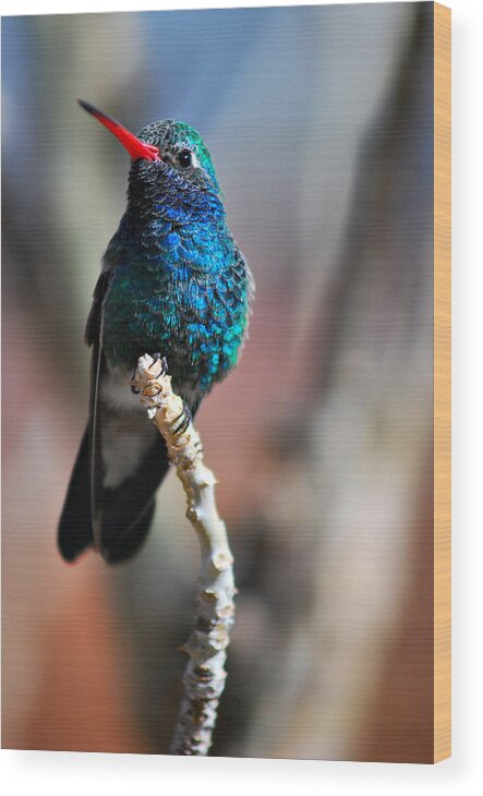 Hummingbirds Wood Print featuring the photograph Broad-Billed Hummingbird by Barbara Manis