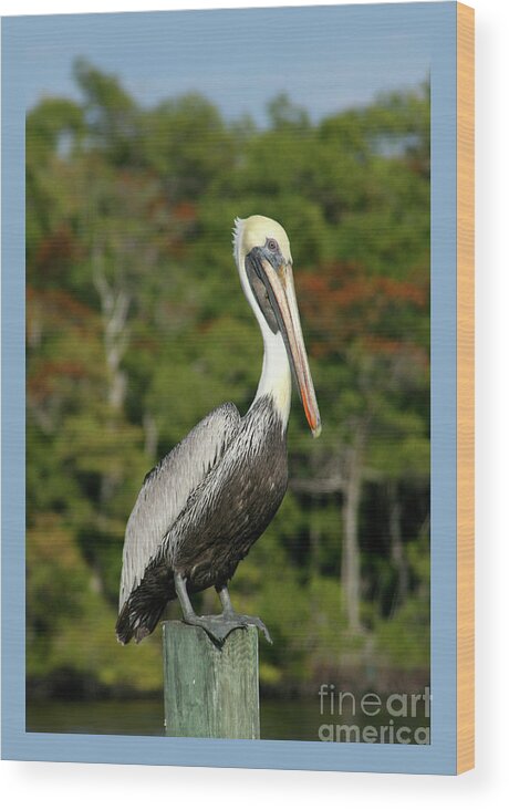 Pelican Wood Print featuring the photograph Brown Pelican by Hermes Fine Art