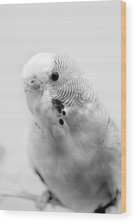 Budgie Wood Print featuring the photograph Budgie in Monochrome by Nathan Abbott