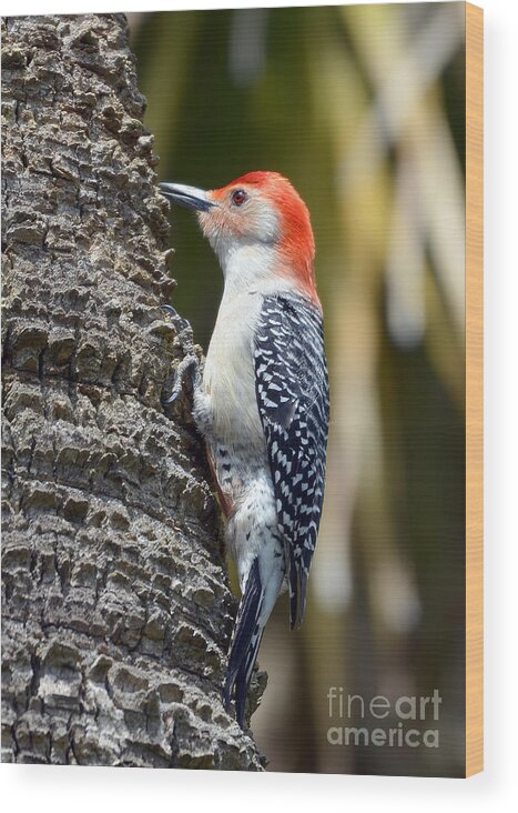 Woodpecker Wood Print featuring the photograph Building A Home by Kathy Baccari