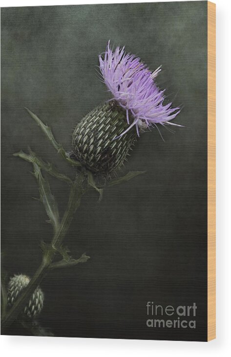 Thistle Wood Print featuring the photograph Bull Thistle Bloom by Pam Holdsworth
