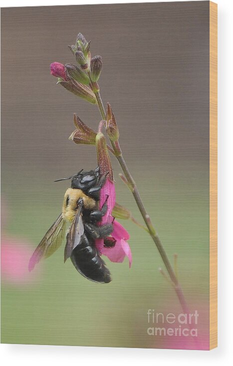 Bee Wood Print featuring the photograph Busy As A Bee by Kathy Baccari