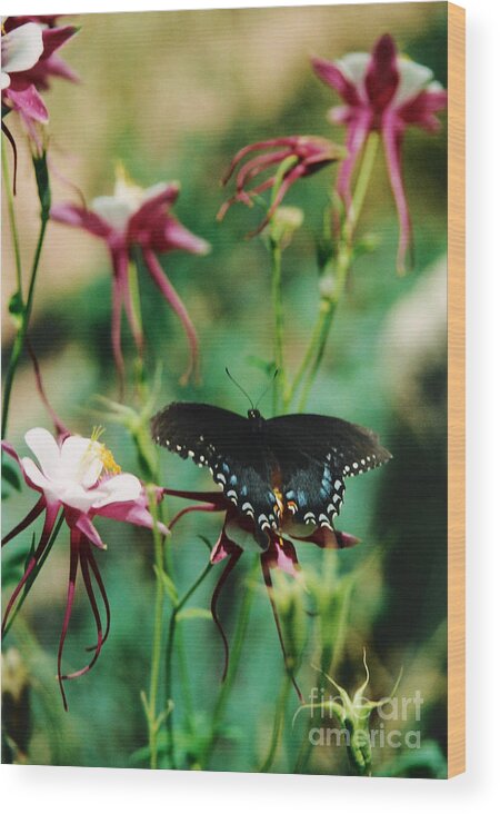Butterfly Wood Print featuring the photograph Butterfly and Pink Columbine by Heather Kirk