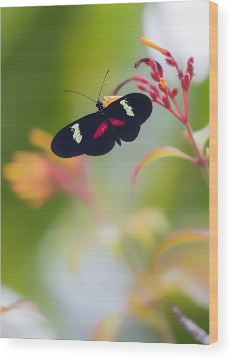 Butterfly Wood Print featuring the photograph Butterfly In A Vibrant Garden by Bill and Linda Tiepelman