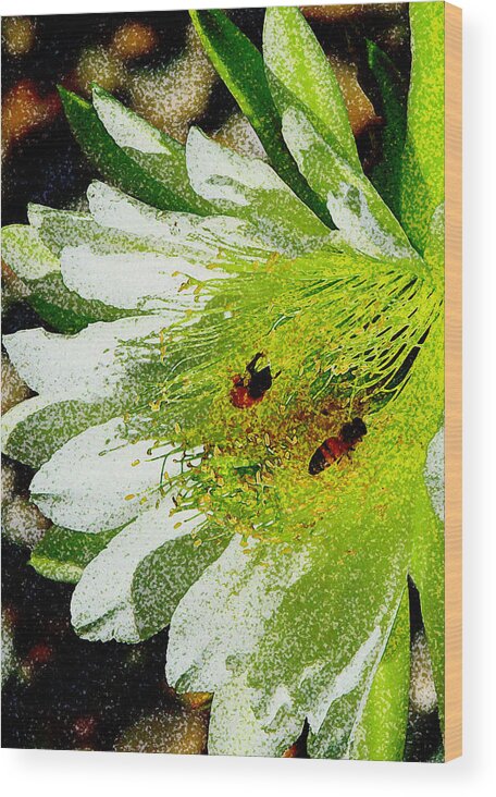 Epiphyllum Orchid Cactus Wood Print featuring the photograph Cactus Potion Series Three by Antonia Citrino